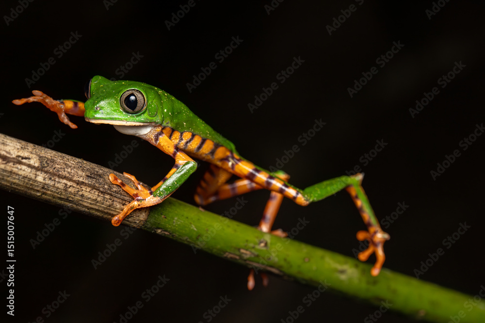 Obraz premium Phyllomedusa tomopterna