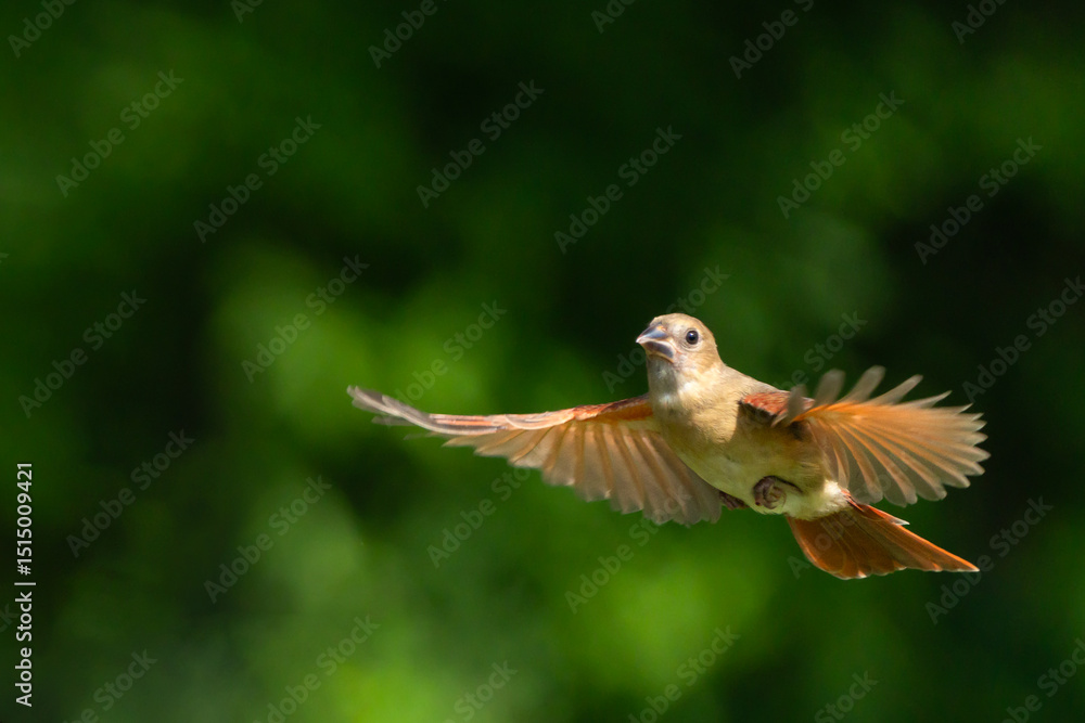 Fototapeta premium A female Northern Cardinal (Cardinalis cardinalis) is in flight against a blurred green background.