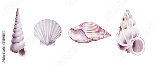 Seashells watercolor elements vector on white background design