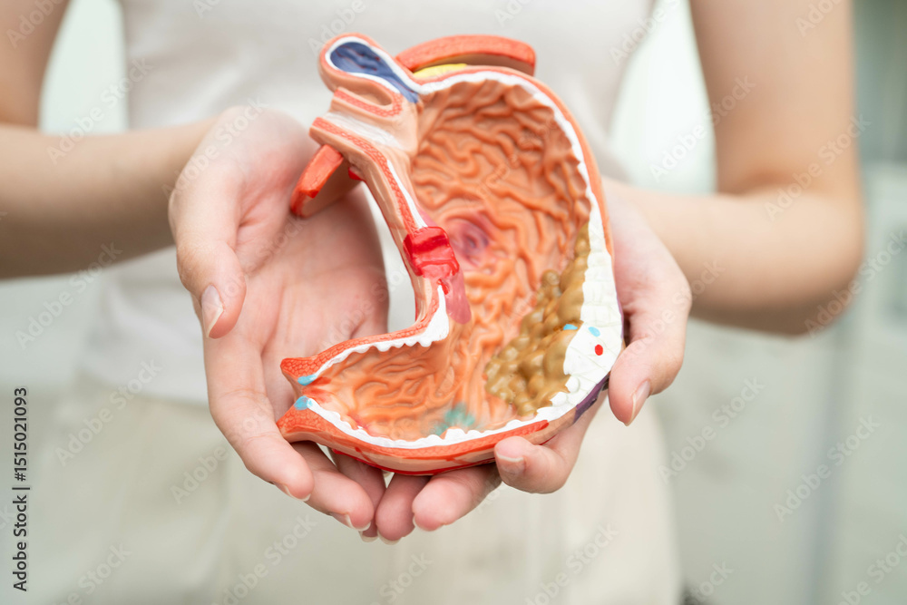 Φωτογραφία Stomach disease, Asian woman holding anatomy model for study diagnosis and treatment in hospital