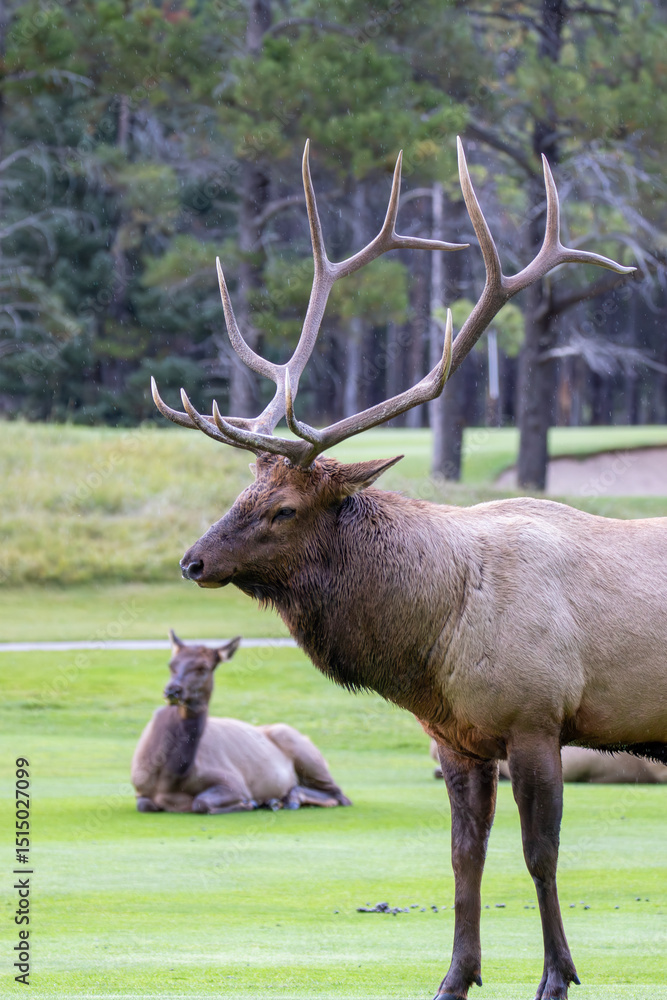 Obraz premium An elk in Canada