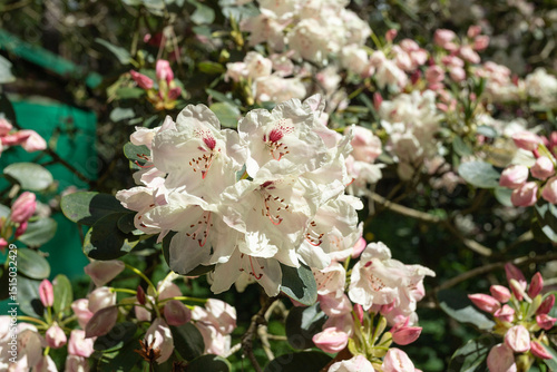 beautiful flowers Rhododendron white, light pink
