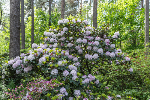 beautiful flowers Rhododendron white, light pink