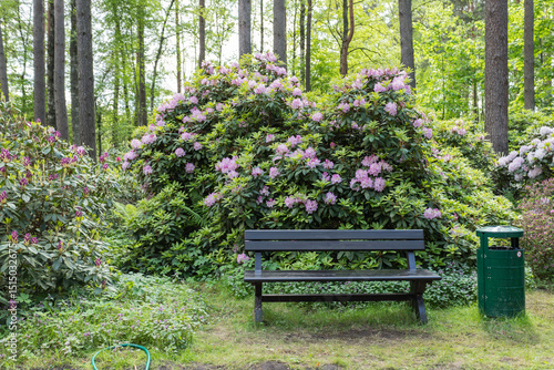empty wooden bench near flowers, rhododendrons in park