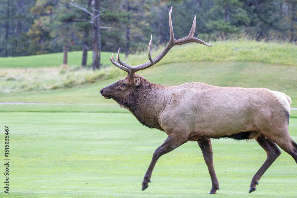 Obraz premium An elk in Canada