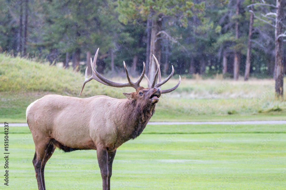 An elk in Canada An elk in Canada