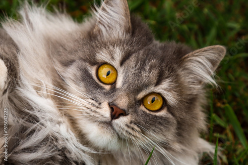 Beautiful grey cat of the Russian Siberian breed. Close-up. Big yellow eyes. Summer. On a blurry background. Walking pets.