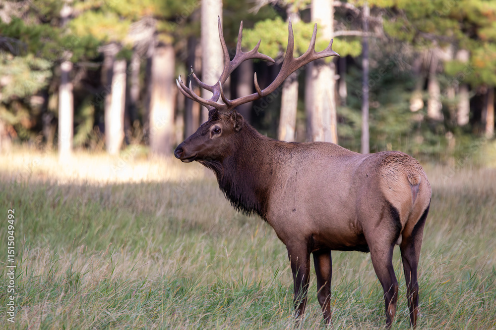 An elk in Canada An elk in Canada