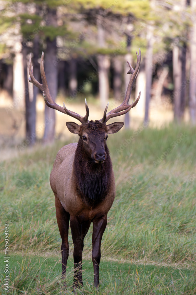 Obraz premium An elk in Canada