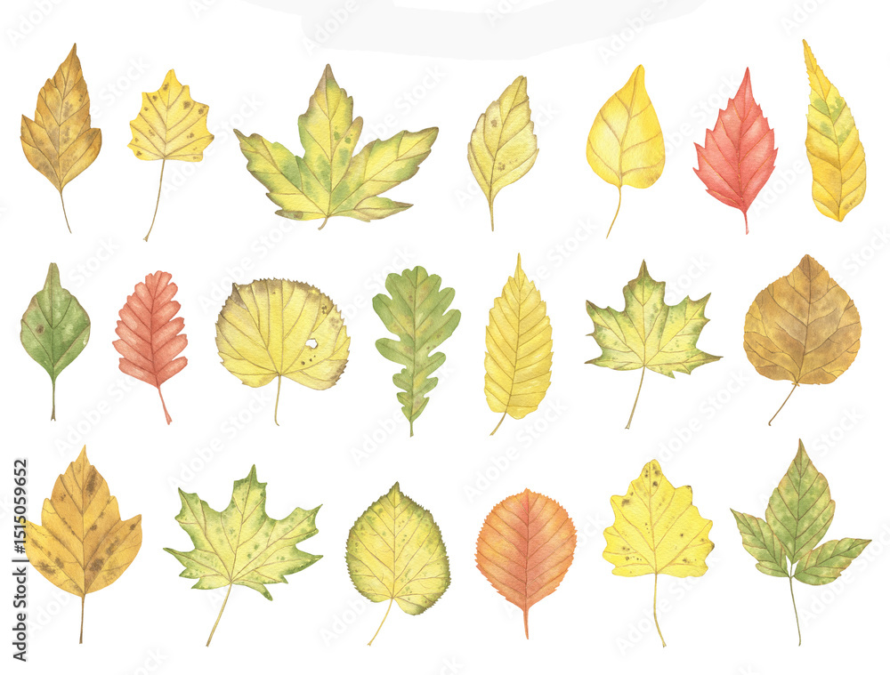 Obraz premium Watercolor Autumn Leaves Collection. Isolated on White Background for Seasonal Design