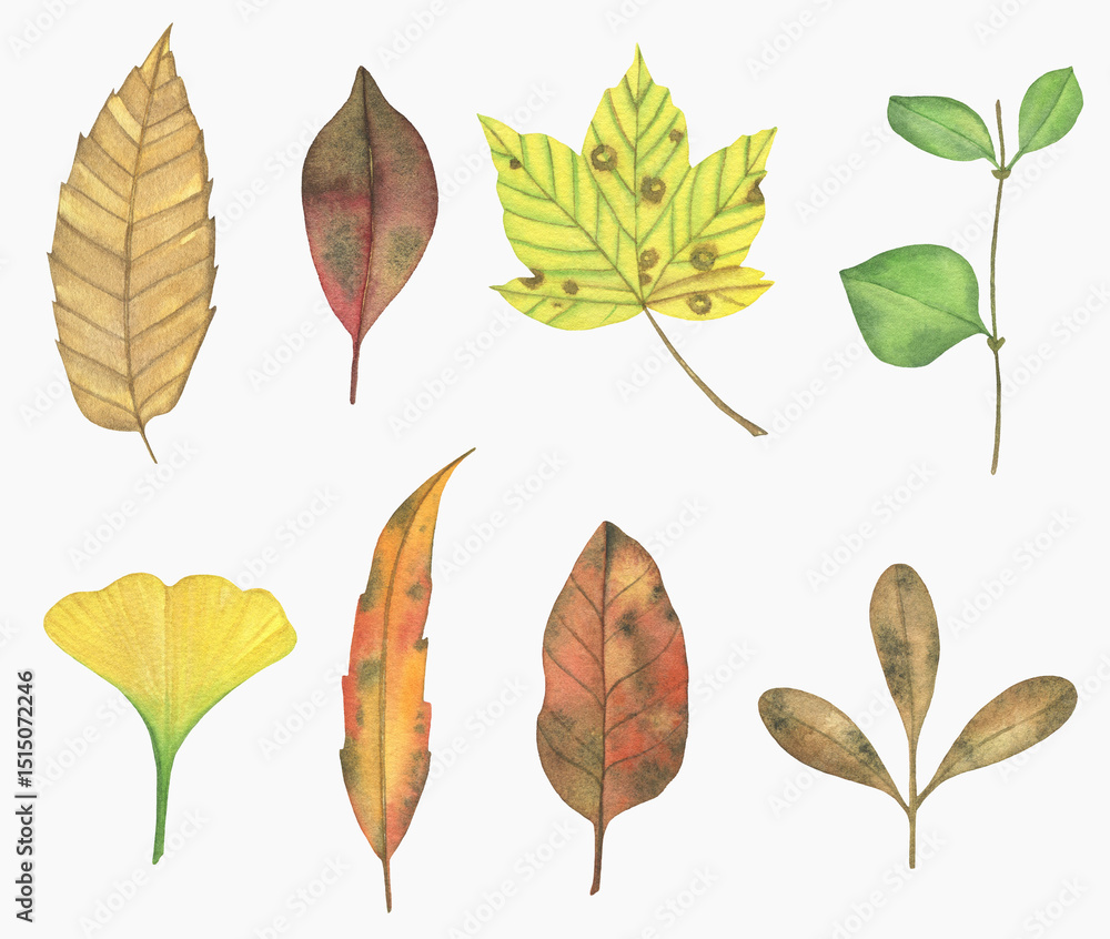 Obraz premium Watercolor Autumn Leaves Collection. Isolated on White Background for Seasonal Design