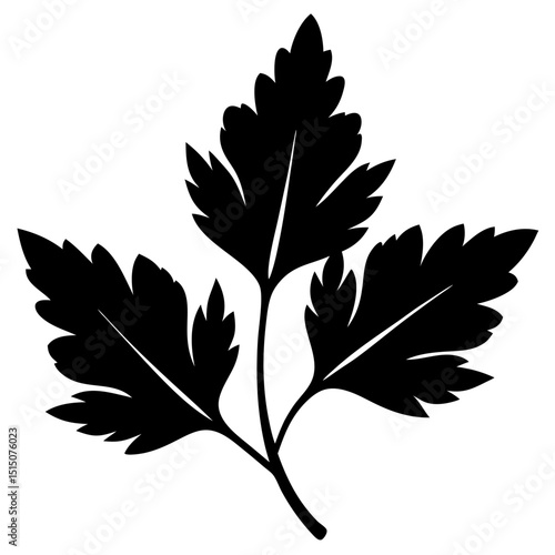 parsley leaf on white background