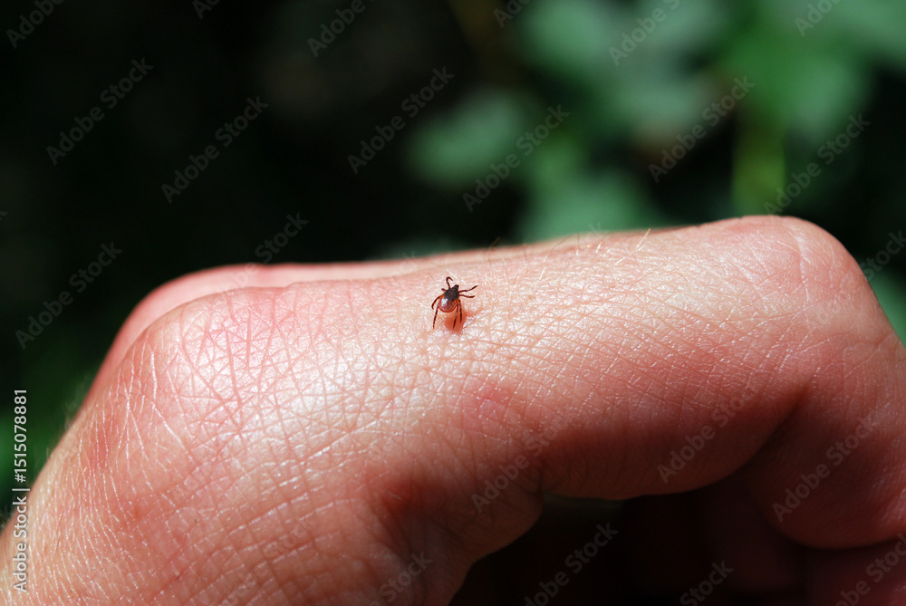 Obraz premium small ixodid tick on a man's hand in a summer forest
