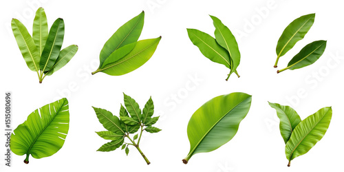 Collection of Different Leaf Varieties Displayed on a transparent Background Featuring Lush Green Leaves in Various Shapes and Textures for Design or Artistic Projects
