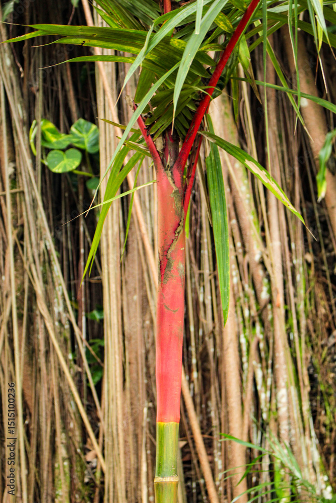 Obraz premium Cyrtostachys renda palm, called red wax palm and lipstick palm, is native to Thailand, Malaysia, Sumatra, Borneo, and Indonesia, in the Parque Residencia, Belém city, Pará state, Brazil.