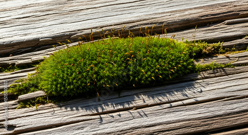 Intimate View Of Moss On Weathered Wood In The Forest