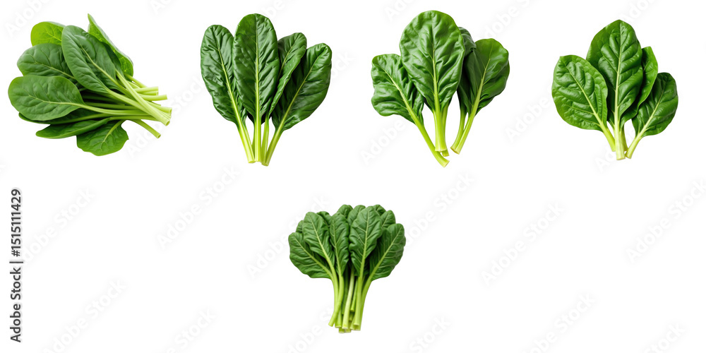 Fresh Green Spinach Leaves Displayed in Various Arrangements Highlighting Their Lushness and Vibrant Color Against a transparent Background Fresh Green Spinach Leaves Displayed in Various Arrangements Highlighting Their Lushness and Vibrant Color Against a transparent Background