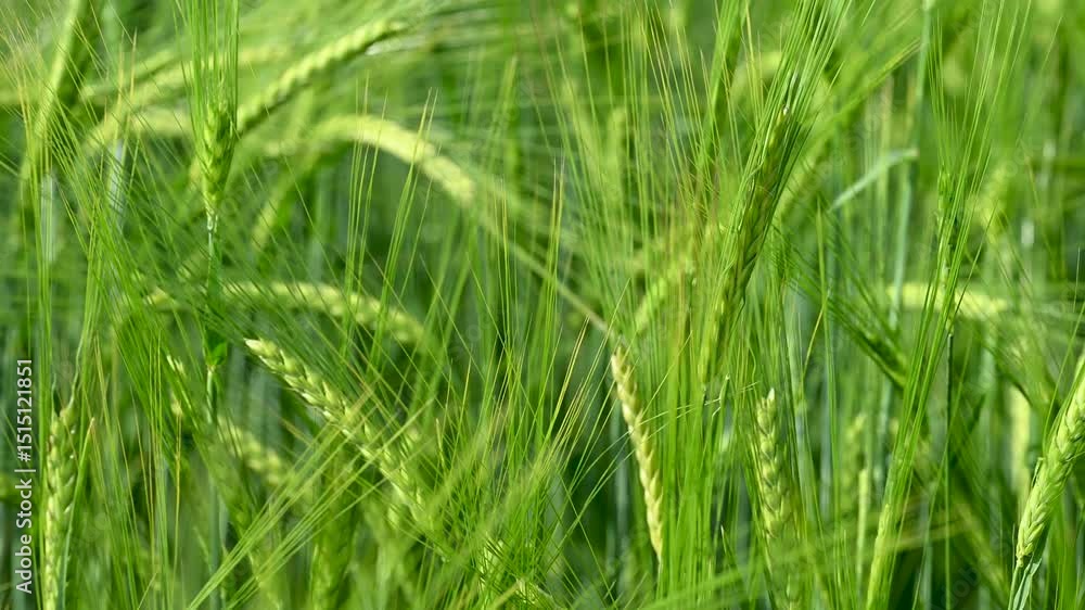green ears of wheat green ears of wheat
