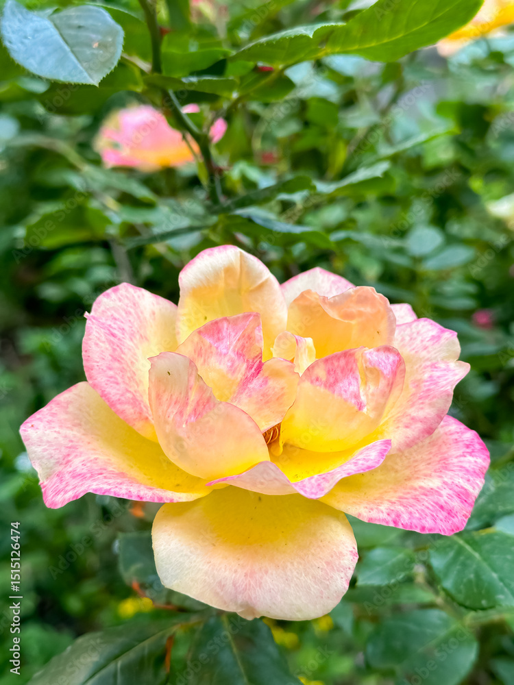 Obraz premium Yellow Pink Rose Blooming in Garden with Green Leaves