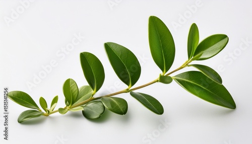 a small boxwood branch with leaves on a white background