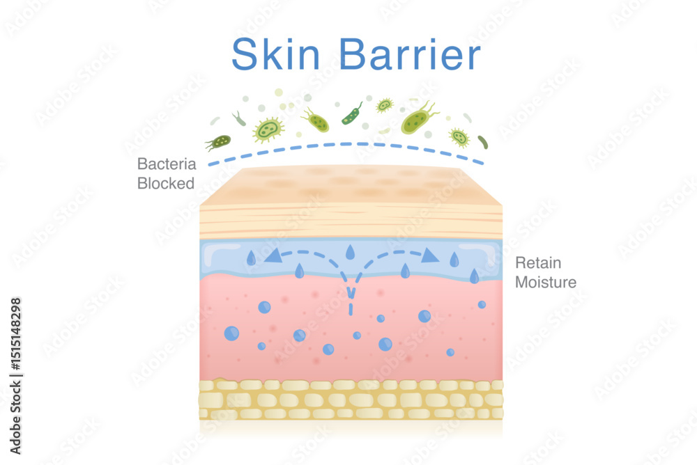 Φωτογραφία Skin layer is able to retain moisture in the skin