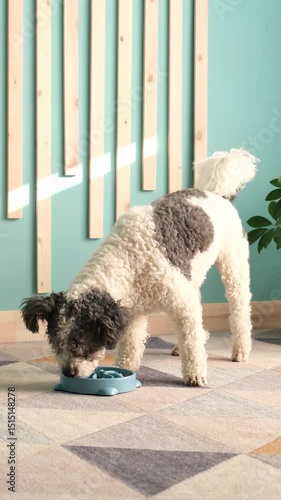 cute curly mixed breed dog eating from a slow bowl at home, rug and turquoise walls