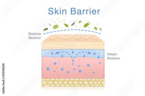 Skin layer is able to retain moisture in the skin. Epidermis layer can a protective shield for blocked against bacteria and germs. Illustration about Probiotic benefits.