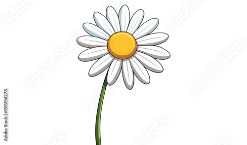 Daisy flower with white petals isolated on white background