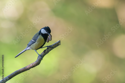 Kohlmeise sitzt mit einem Wurm im schnabel aufe einem ast