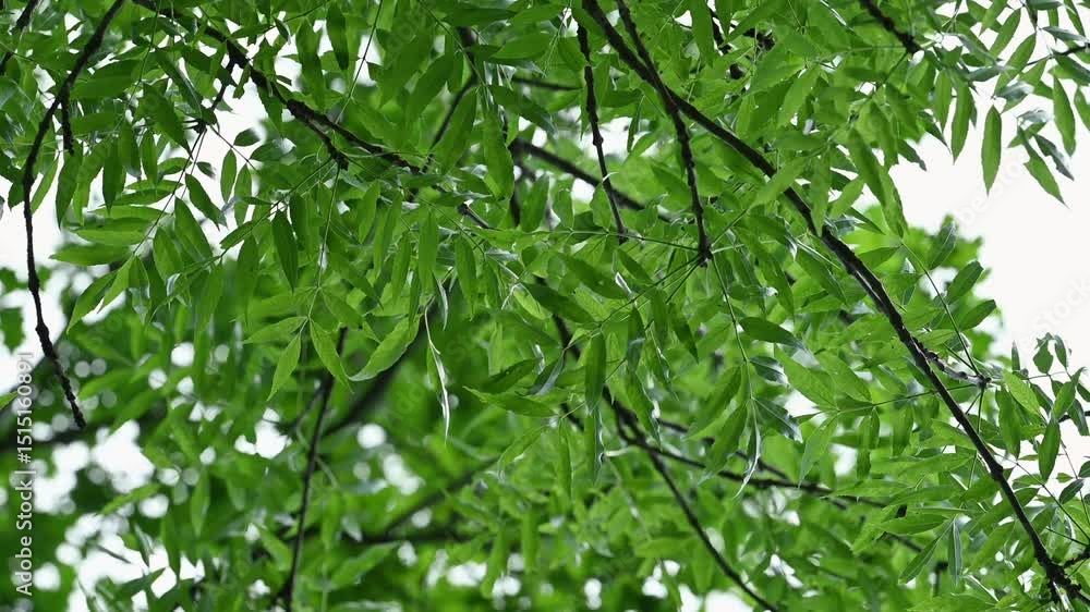 green foliage view from below green foliage view from below