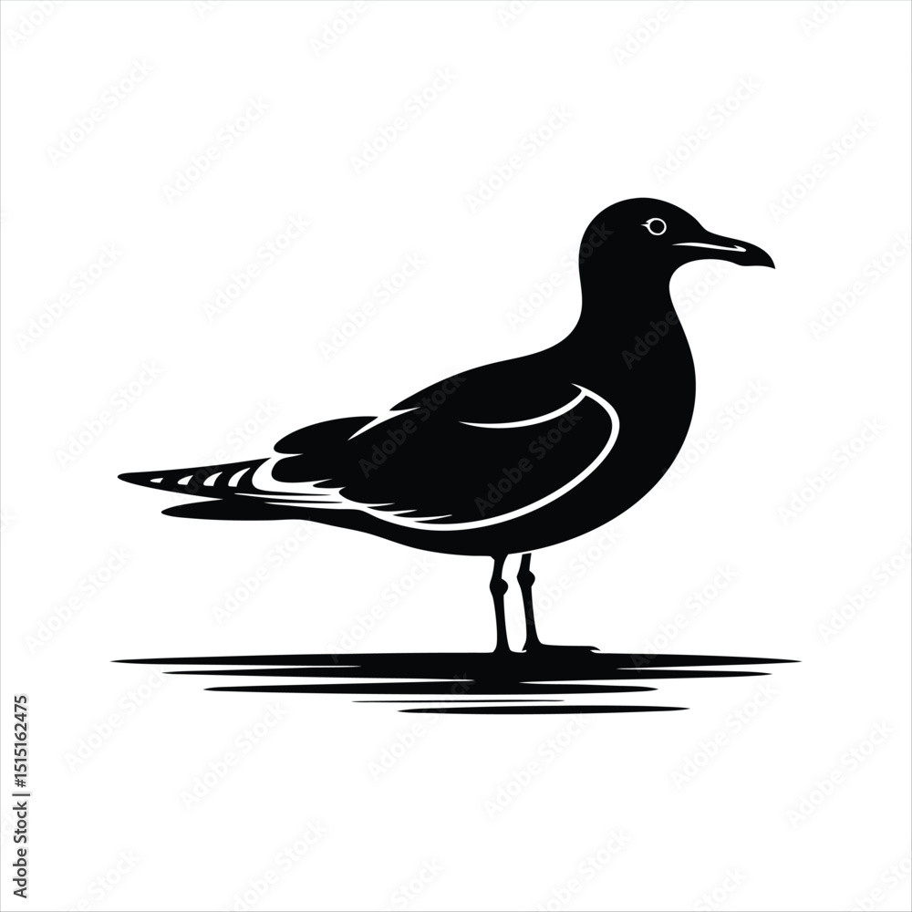 Fototapeta premium Silhouette of Seagull Bird Standing on Ground