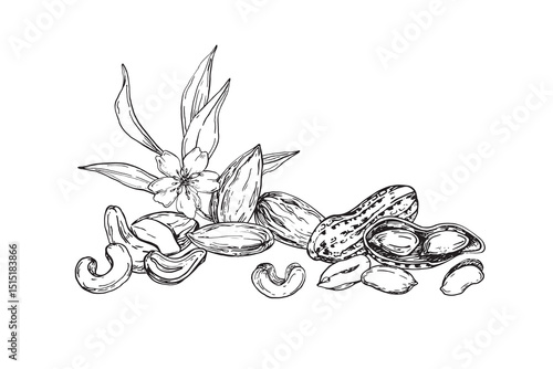 Peanut, cashew, almond vector illustration hand drawn with ink. Black and white composition with whole and cut nuts. Template for label design