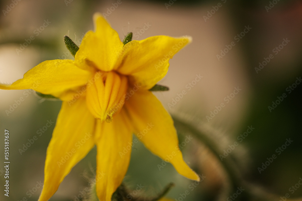 Obraz premium Extreme close-up of a yellow tomato blossom showing delicate petals, central anther cone, and fine plant hairs. Soft blurred background enhances the floral detail.