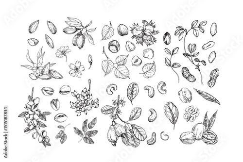 Nuts set of vector illustrations hand drawn with ink. Graphic sketches of almond, pistachio, walnut, peanut and hazelnut. Collection of elements isolated on white background