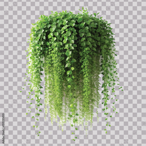 realistic beautiful green creeper hanging isolated on a white background