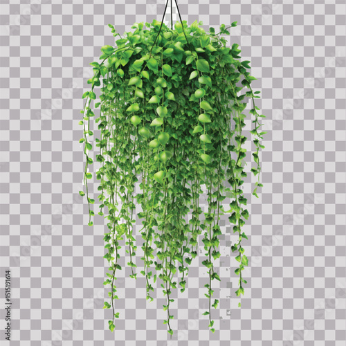 realistic beautiful green creeper hanging isolated on a white background