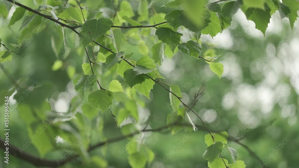 Summer birch leaves close up, change focus to blur, summer concept background Summer birch leaves close up, change focus to blur, summer concept background