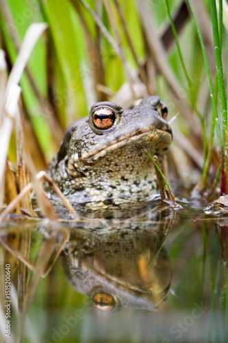 Photos Common toad Bufo bufo on the surface of the pond.