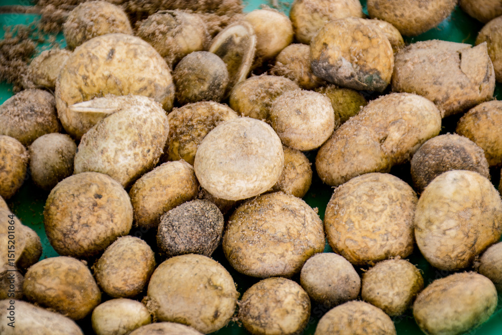 Thai Edible Hygroscopic Earthstar Mushroom, Close-up of many freshly harvested white Puff Ball Mushrooms from the soil. Thai Edible Hygroscopic Earthstar Mushroom, Close-up of many freshly harvested white Puff Ball Mushrooms from the soil.
