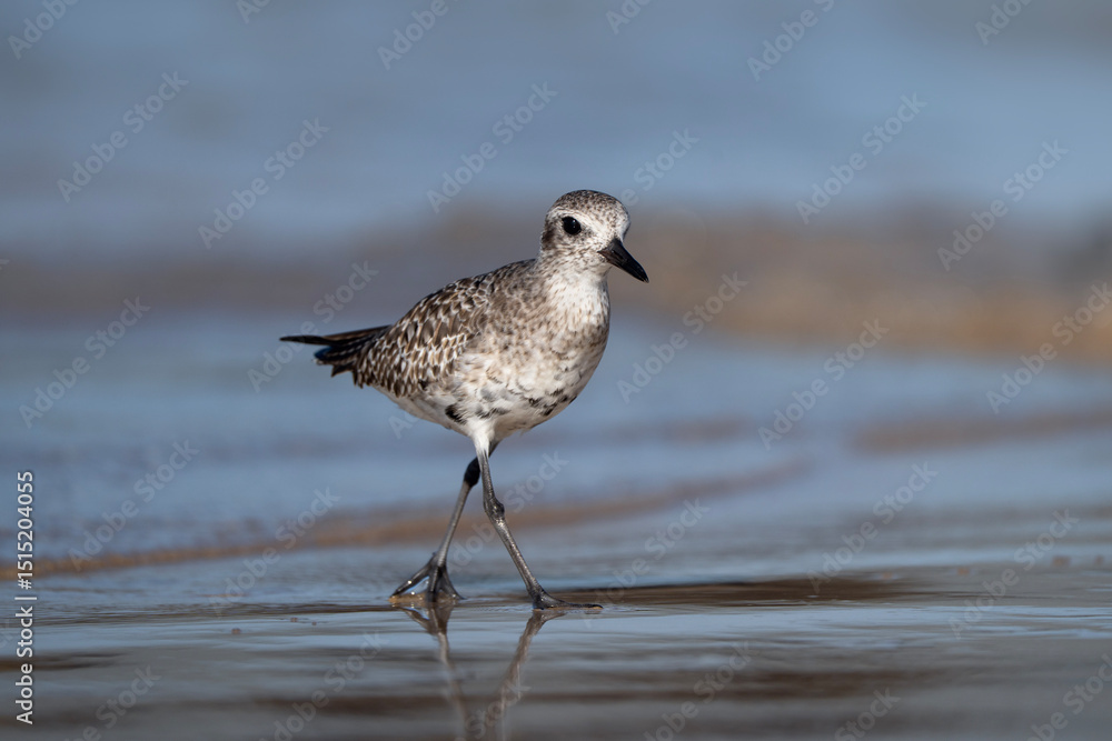 Grey plover at the water, Pluvialis squatarola in Galapagos Grey plover at the water, Pluvialis squatarola in Galapagos
