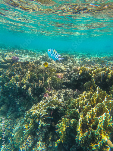 Barriera corallina - Ras Mohammed - Sharm el Sheikh - Egitto