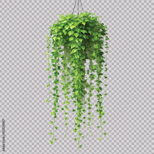 realistic beautiful green creeper hanging isolated on a white background