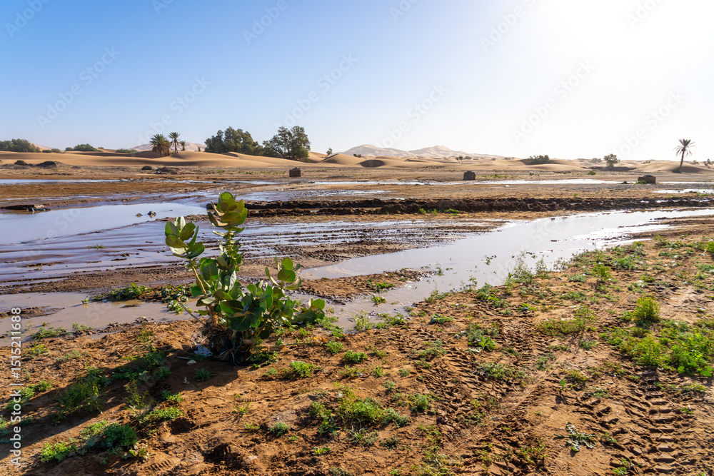 Obraz premium The rain water left on the ground in the Sahara Desert after a rare rainfall event in Morocco. In late summer 2024, the Sahara Desert experienced an unusual and significant rainfall event. 