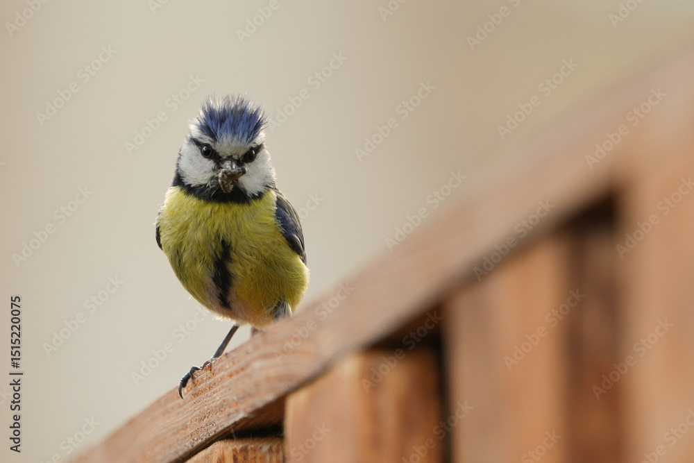 Obraz premium Blaumeis