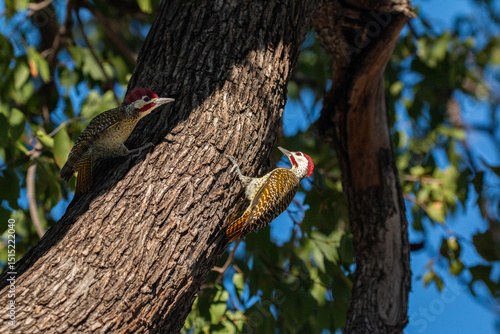 Quadro su tela woodpecker on tree at moremi game reserve
