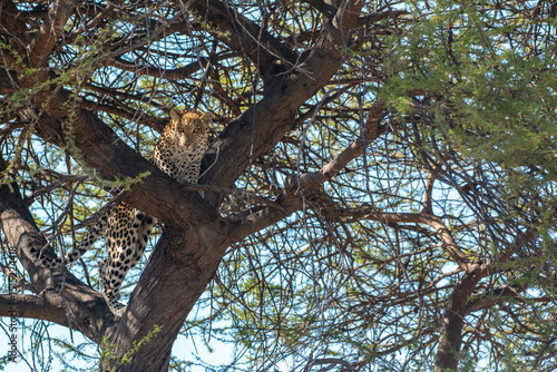 moremi game reserve botswana: luxurious and off the beaten track wildlife experience: leopard hidden away in tree