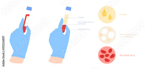Hands wear blue glove holding blood test tube with blood components like plasma, platelets, white and red blood cells. Sample for medical exam. Flat vector illustration of Laboratory, blood structure.