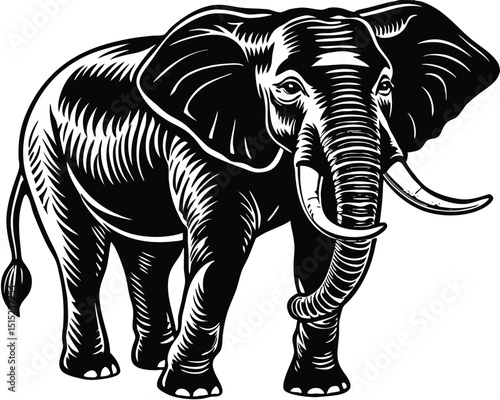 elephant isolated on white