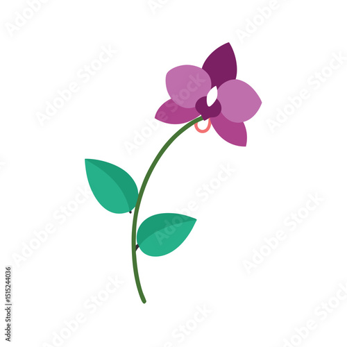 pink orchid isolated on white background