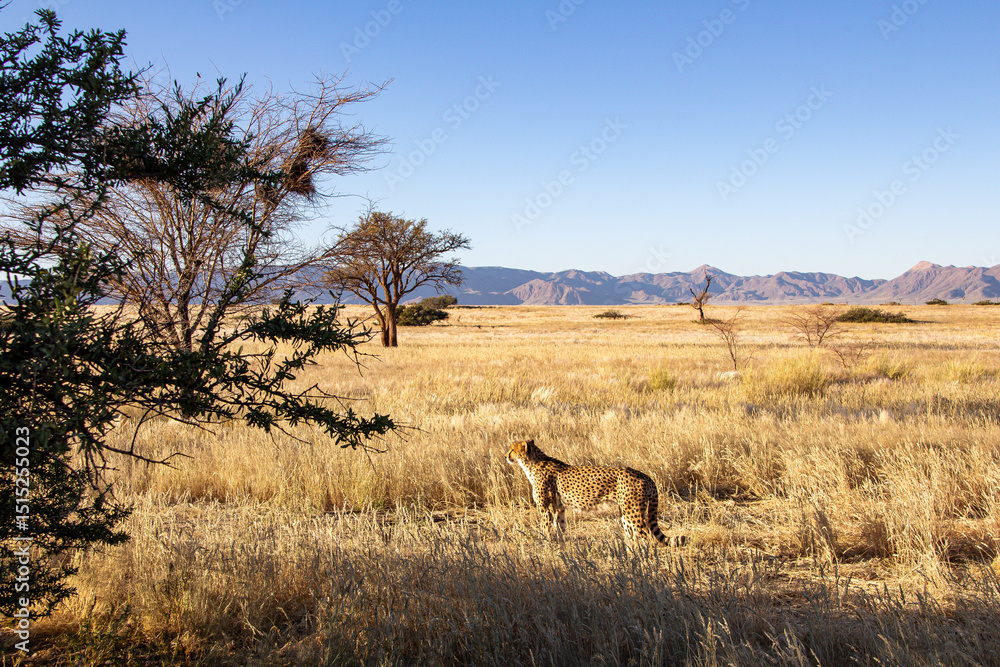 Fototapeta premium cheetah in the savannah
